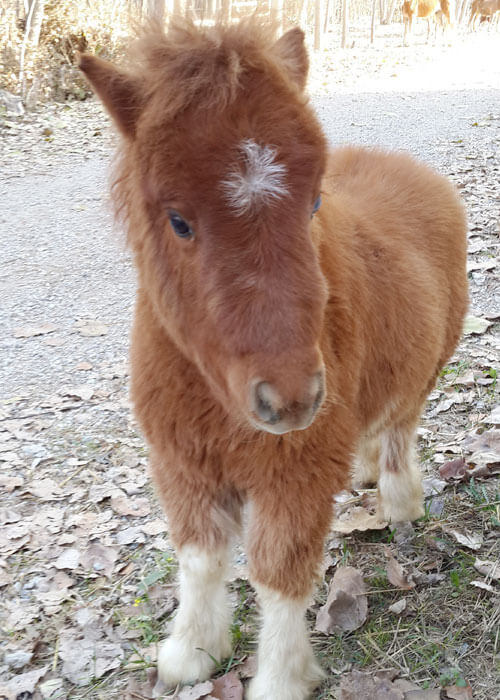 Çocuklar İçin Atlı Binicilik Kursu ve Pony