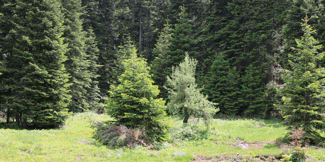 Kastamonu Ballıdağ Ormanları